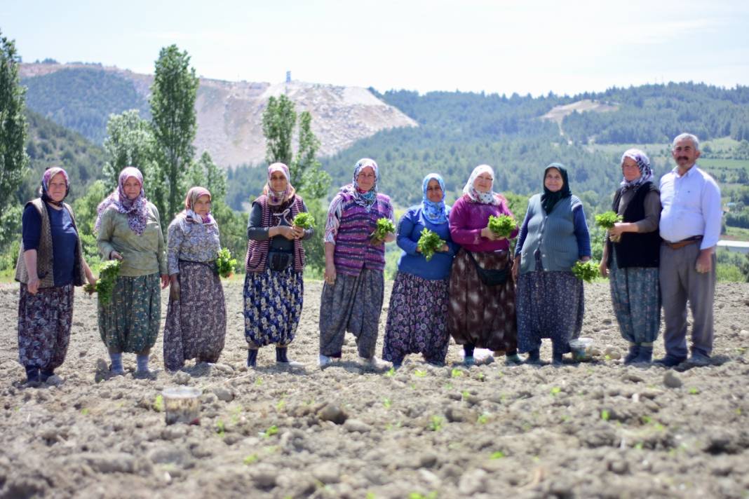 4 Yıl Önce Tescillenmişti! Dikimine Başlandı, Hasat Sonbaharda 1